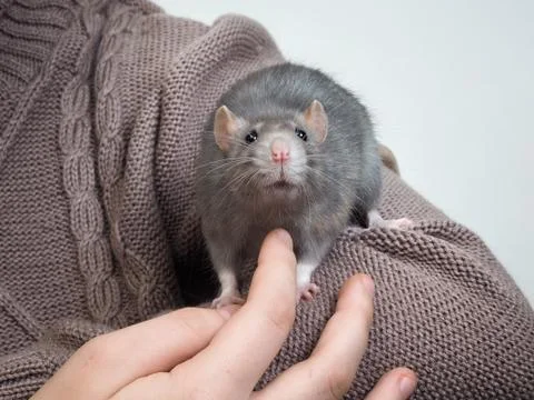 Handheld cute rat on the person's hand Stock Photos
