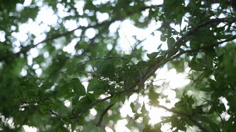 Handheld detail of tree branches and leaves with dappled golden light Stock Footage 342898944