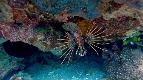Handheld diving pov showing an upside down spotfin lionfish hiding within a Видео 347061111