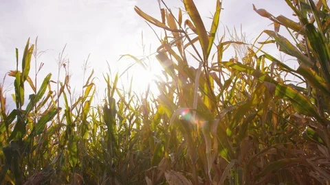 Handheld dolly across corn field with sun flare peaking through Stock-Footage 93485217