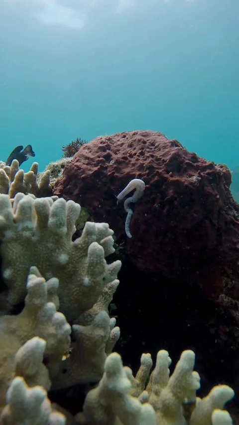 Handheld dolly forward to a coral tower to reveal a Lampert's sea cucumber Vídeos de archivo 339064798