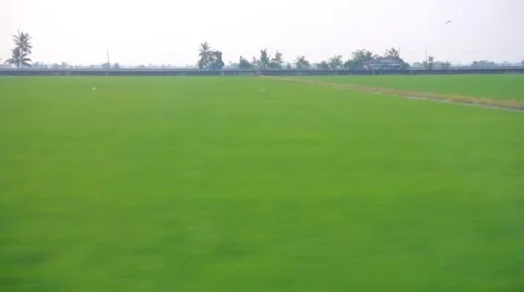 Handheld Drive By View Inside Car Of Green Paddy Field Video stock 47983754