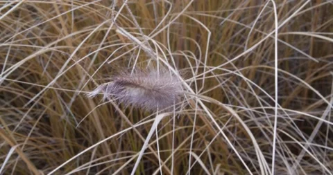 Handheld of dry grass in the wind in Vienna, Austria Stock Footage 147095613