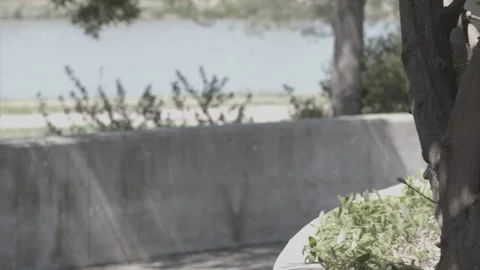 Handheld fast pan shot of tree Stock Footage 138542685