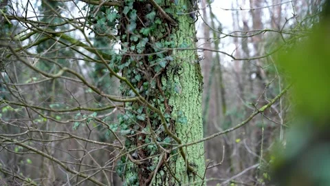Handheld Focus on Ivy Covered Tree Trunk in Winter Forest Stock Footage 324669294