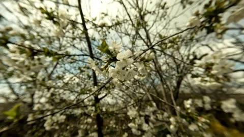 Handheld focus pull on cherry blossom in tree canopy Stock Footage 332556472