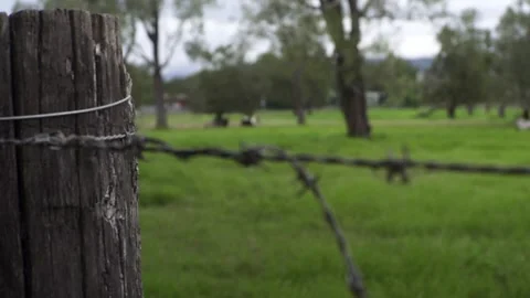 Handheld Focus Pull from Horses Grazing in Green Field to Post and Barbed Wire Stock Footage 332109466