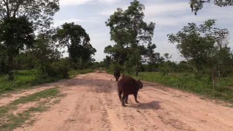 Handheld Following Capybara Walking Moving Away on Dirt Road in Brazil Stock Footage 133282111