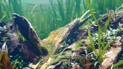Lush Java Moss Beautiful Freshwater Ryoboku Aquascape Detail Active Black  Stock Video Footage by ©Valeronio #563592518