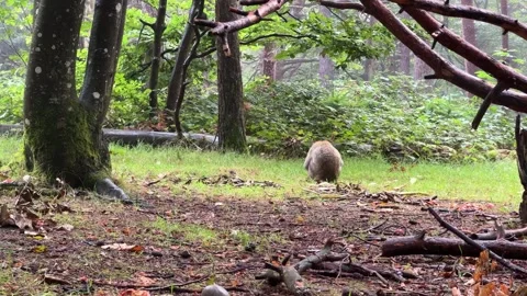 Handheld footage of a Barbary macaque in a forest in France foraging for fo.. Stock Footage 343546168