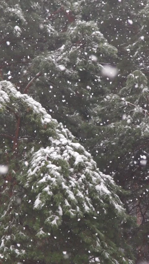 Handheld Footage Heavy snowfall in a pine forest captured in slow motion. Stock Footage 339650818