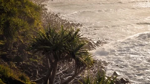 Handheld footage of a Pandanus Palm backlit with waves and rocks in the Video stock 342106815