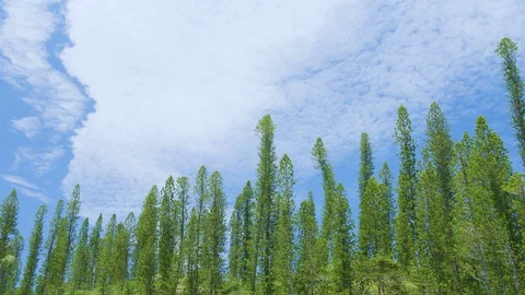 Handheld footage of pine trees, tortoise waters of Natural pool, Isle of Pines Stock Footage 127185203