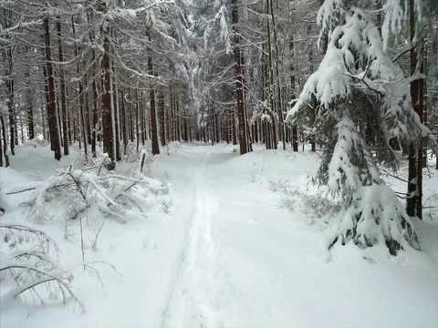  Handheld footage of snowy path in winter woods. Vidéo 71369757