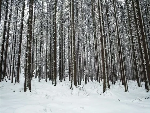  Handheld footage of snowy path in winter woods. Stock Footage 71369776