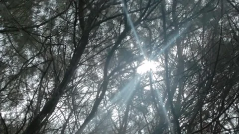 Handheld Footage of Tree Branches with Soft Sunlight Filtering in a Serene .. Stock Footage 303340235