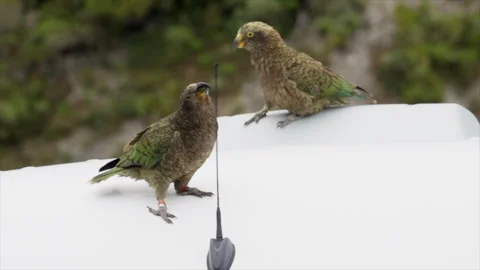 Handheld footage of two Kea Alpine parrots biting on a car aerial at 스톡 동영상 276512648