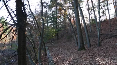 HANDHELD FOREST PATH Stock Footage 183005626