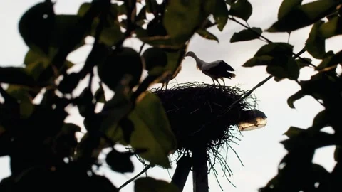 Handheld framed portrait of couple storks standing in nest close to each other Stock Footage 161213539
