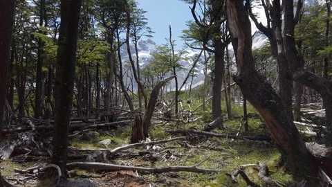 Handheld hot of damaged forest in mountain valley, Patagonia, Chile Stock Footage 137962836