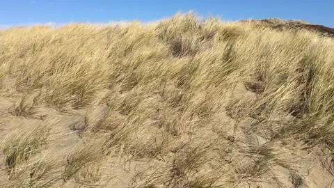 Handheld Iphone Strong Wind Blowing Dune Grass Stock Footage 166011672