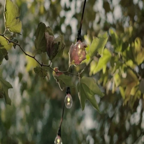 Handheld Light Bulb in Tree Stock Footage 69552915