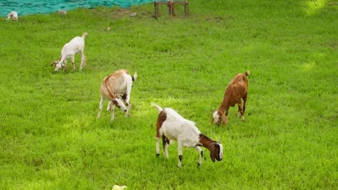 A handheld Long shot of Four white and brown coloured Indian Stock Footage 289632734