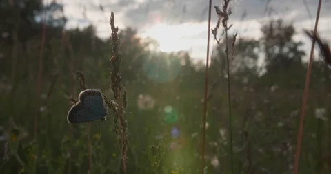 Handheld looking at the blue butterfly Stock Footage 130011573