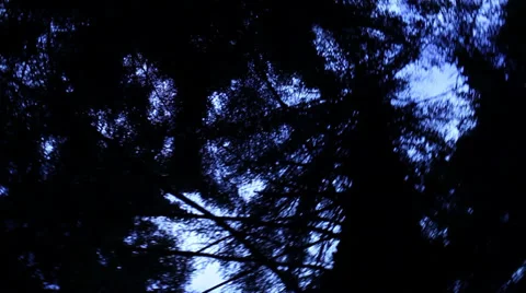 Handheld looking up through trees and spinning Stock Footage 37805201