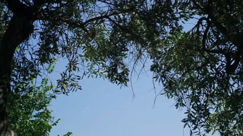 Handheld Low-Angle Pan of Green Tree Leaves with Blurred Trunk Stock Footage 315817907