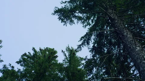 Handheld Low-Angle Pan of Mountain Tree Tops Stock Footage 315815450