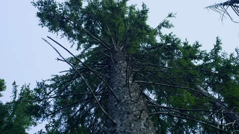 Handheld Low-Angle Pan of Single Mountain Tree Top Stock Footage 315816550