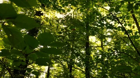 Handheld low angle view of sunlight passing through the tree leaves Stock Footage 120425953