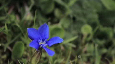 Handheld macro of a blue flower in the meadows in the alps Stock-Footage 243801411