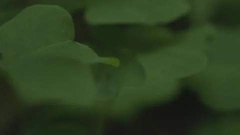 Handheld macro closeup rack focus through leaves in Oregon forest Stock Footage 232405924
