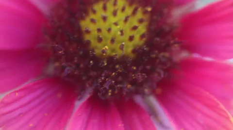Handheld Macro Flower Video stock 25732824