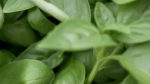 Handheld Macro Focus Shift on Fresh Basil Leaves - 4K Slow Motion Shot Stock Footage 336331725