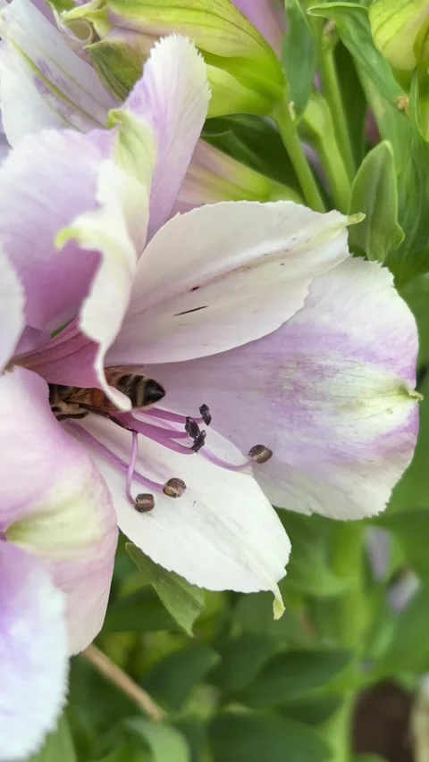Handheld macro of honey bee inside purple flower with sound, vertical 4k 스톡 동영상 337567905