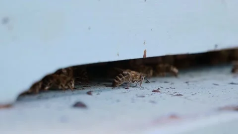 Handheld Macro Shot of Bees at Hive Entrance Vidéo 311755132