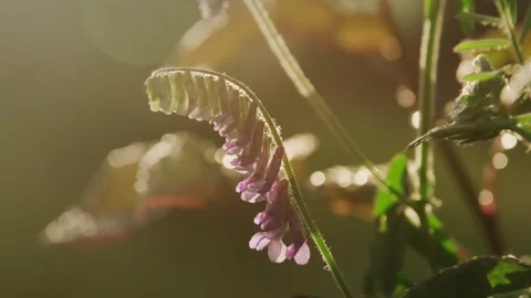 Handheld macro shot of a delicate wildflower bending Stock Footage 318550827