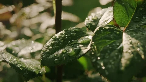 Handheld macro shot of rain-soaked rose leaves. Stock Footage 318550867
