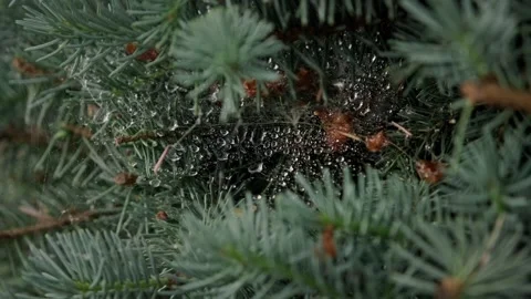 Handheld macro shot of spider web with dew drops inside spruce tree branches Stock Footage 318550651