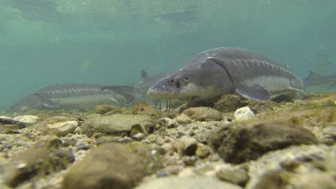 Handheld, Medium Shot, 10 Seconds Or Greater, Underwater, Swimming, Beauty In Stock Footage 94099091