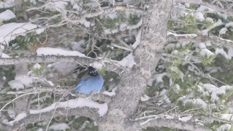 Handheld Medium Shot of a Cold Stellar's Jay on Snowy Pine Tree Video stock 240869579