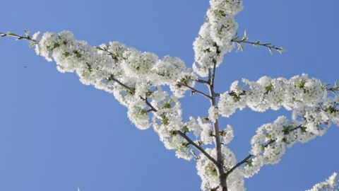 Handheld medium shot of a flowering branch full of white blossoms against a b Stock Footage 327260817