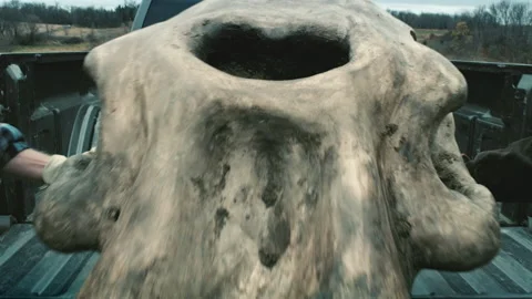 Handheld of men loading a recently discovered cyclops skull into their truck Stock Footage 202897668