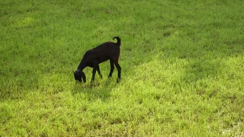 A handheld mid wide shot of a black goat grazing on grass at a wild green scape Stock Footage 289632100