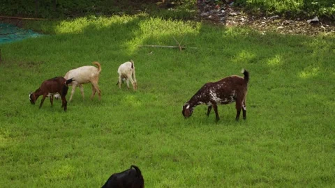 A handheld mid wide shot of five, multi coloured Stock Footage 289632237