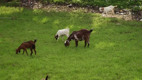 A handheld mid wide shot of four, white and brown coloured, Indian goats Stock Footage 289631744