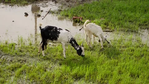 A handheld mid wide shot of two Indian goats grazing grass on a swampy wetland Stock Footage 289631748